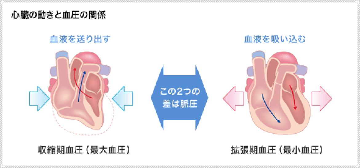 心臓の動きと血圧の関係