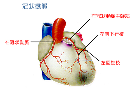 心臓自身のための血管：冠状動脈