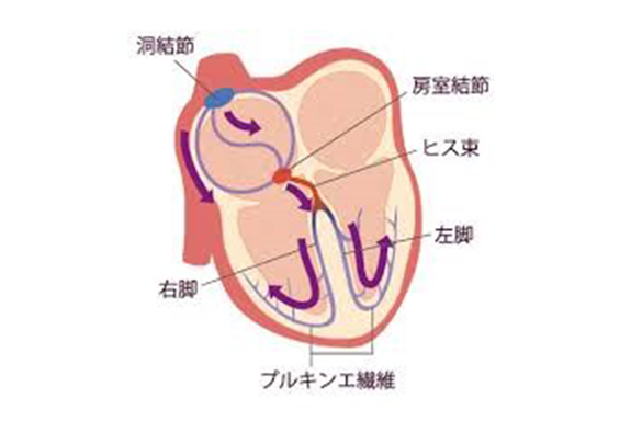 不整脈と当院での検査・治療について